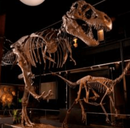 huesos-dinosaurio-museo Huesos de dinosaurios en museo