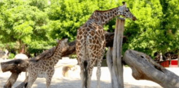 jirafas-en-zoologico Jirafas en zoo